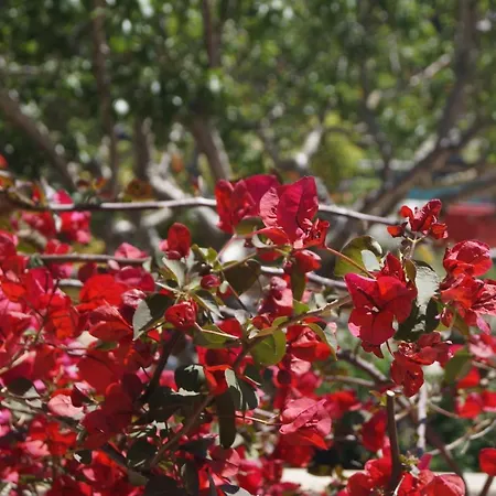 Les Jardins De Santa Giulia - Charmante D'hote * Porto-Vecchio (Corsica)