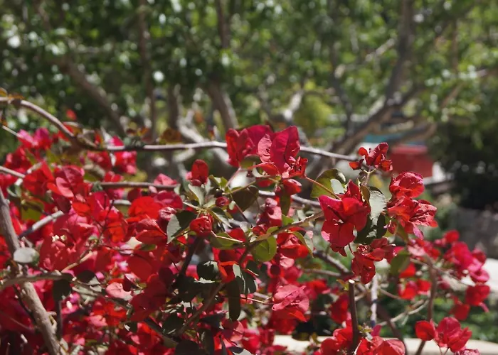 Les Jardins De Santa Giulia - Charmante Dhte 3* 维琪奥港